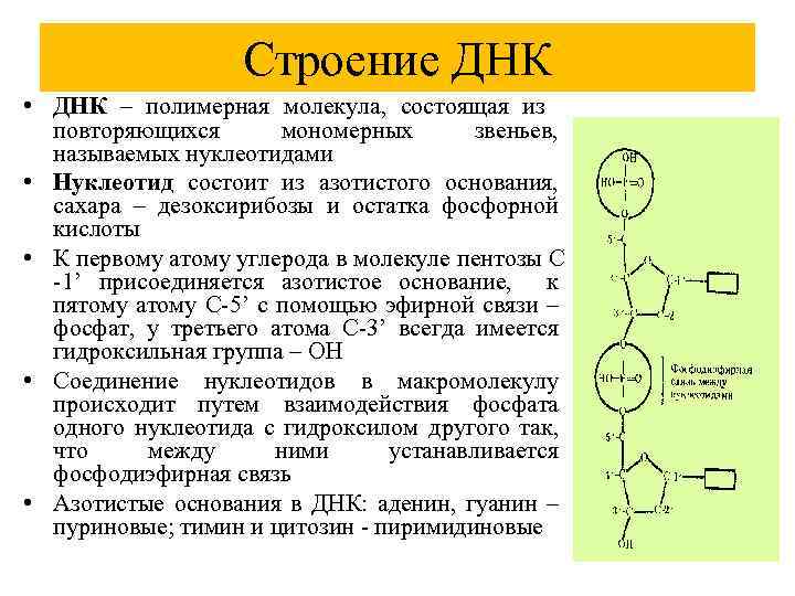 Строение ДНК • ДНК – полимерная молекула, состоящая из повторяющихся мономерных звеньев, называемых нуклеотидами
