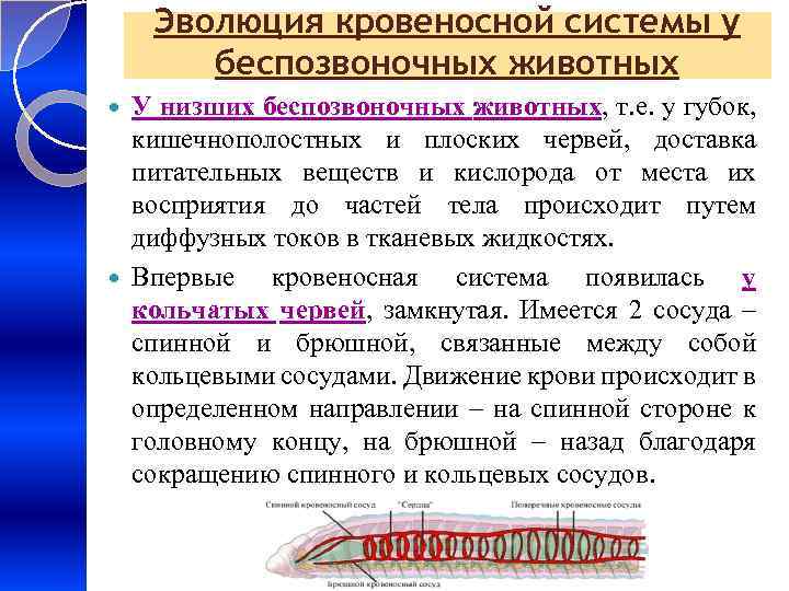 Эволюция кровеносной системы у беспозвоночных животных У низших беспозвоночных животных, т. е. у губок,