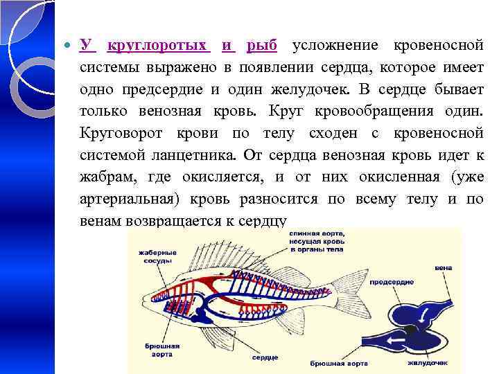  У круглоротых и рыб усложнение кровеносной системы выражено в появлении сердца, которое имеет