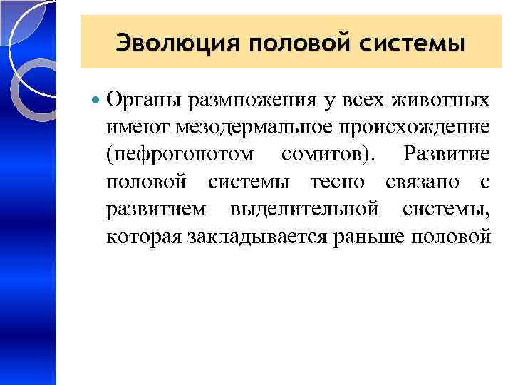 Эволюция половой системы Органы размножения у всех животных имеют мезодермальное происхождение (нефрогонотом сомитов). Развитие