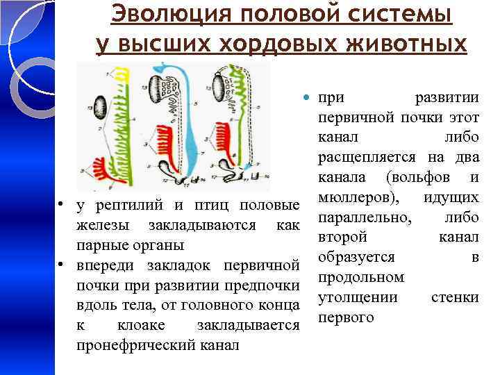 Эволюция половой системы у высших хордовых животных • у рептилий и птиц половые железы