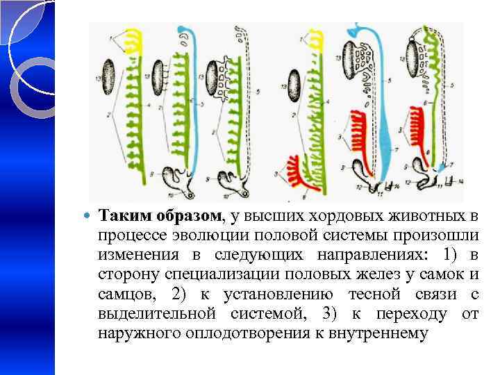  Таким образом, у высших хордовых животных в процессе эволюции половой системы произошли изменения