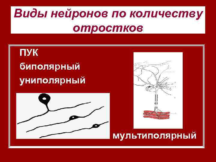 Виды нейронов по количеству отростков ПУК биполярный униполярный мультиполярный 