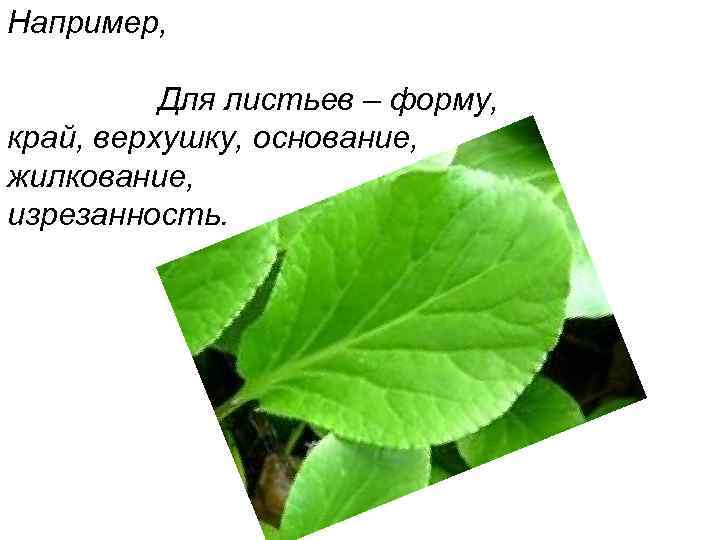 Например, Для листьев – форму, край, верхушку, основание, жилкование, изрезанность. 