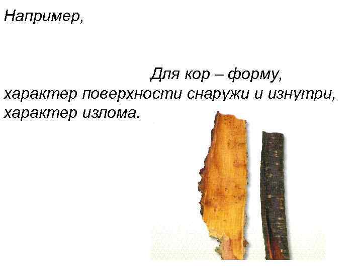 Например, Для кор – форму, характер поверхности снаружи и изнутри, характер излома. 