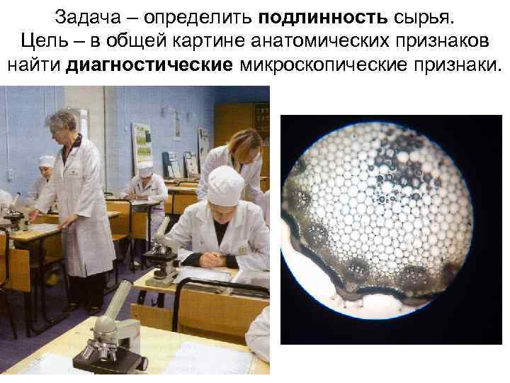 Задача – определить подлинность сырья. Цель – в общей картине анатомических признаков найти диагностические