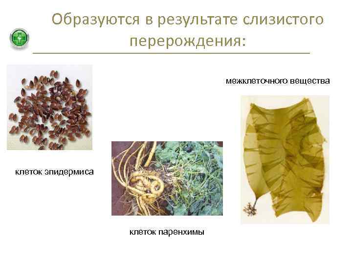 Образуются в результате слизистого перерождения: межклеточного вещества клеток эпидермиса клеток паренхимы 