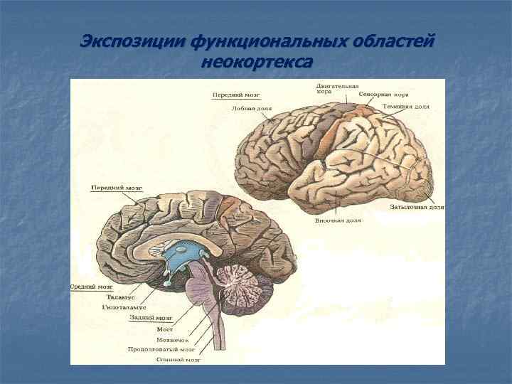 Экспозиции функциональных областей неокортекса 