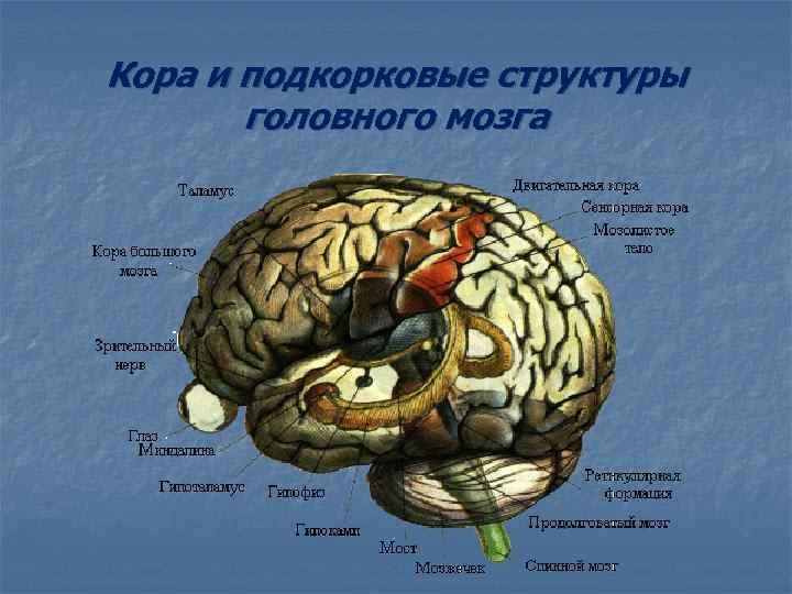 Кора и подкорковые структуры головного мозга 