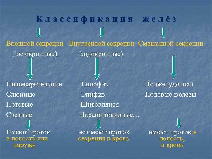 Классификация желёз Внешней секреции Внутренней секреции Смешанной секреции (экзокринные) (эндокринные) Пищеварительные Слюнные Потовые Слезные