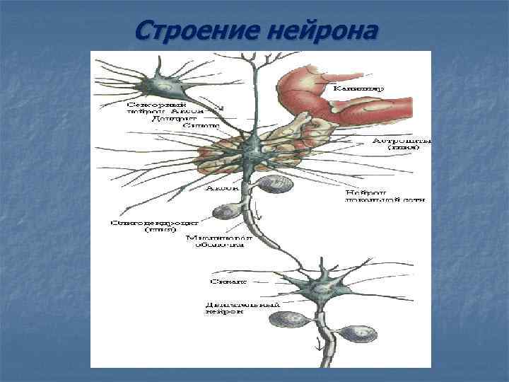 Строение нейрона 