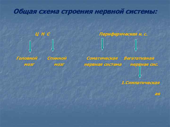 Общая схема строения нервной системы: Ц Н С Головной мозг Спинной мозг Периферическая н.