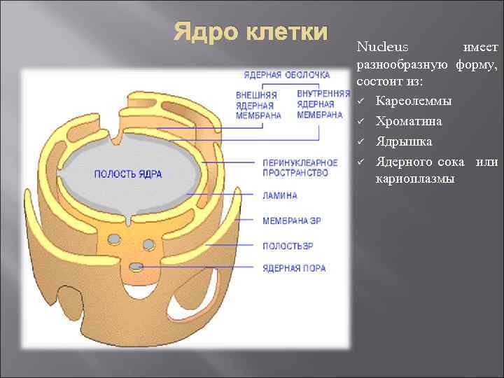 Ядро клетки Nucleus имеет разнообразную форму, состоит из: ü Кареолеммы ü Хроматина ü Ядрышка