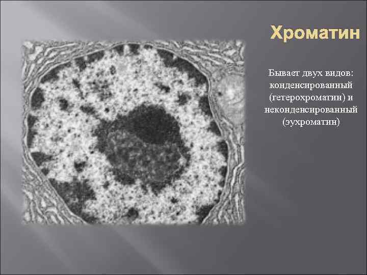 Хроматин Бывает двух видов: конденсированный (гетерохроматин) и неконденсированный (эухроматин) 