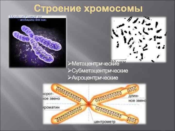 Строение хромосомы ØМетацентрические ØСубметацентрические ØАкроцентрические 