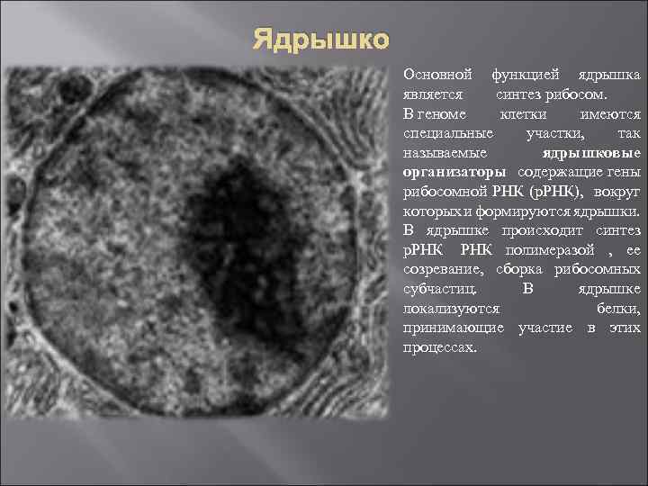 Ядрышко Основной функцией ядрышка является синтез рибосом. В геноме клетки имеются специальные участки, так