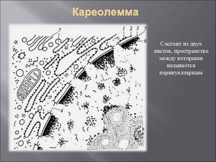 Кареолемма Состоит из двух листов, пространство между которыми называется перинуклеарным 