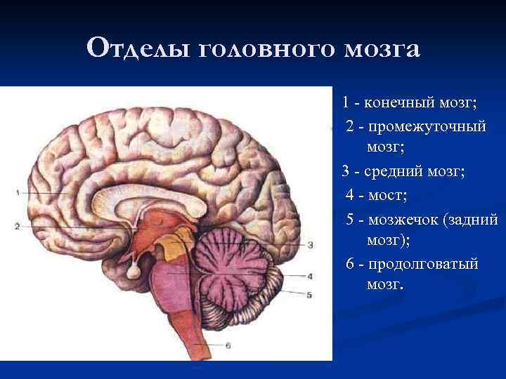 Конечный мозг фото