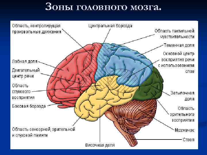 Конечный мозг фото