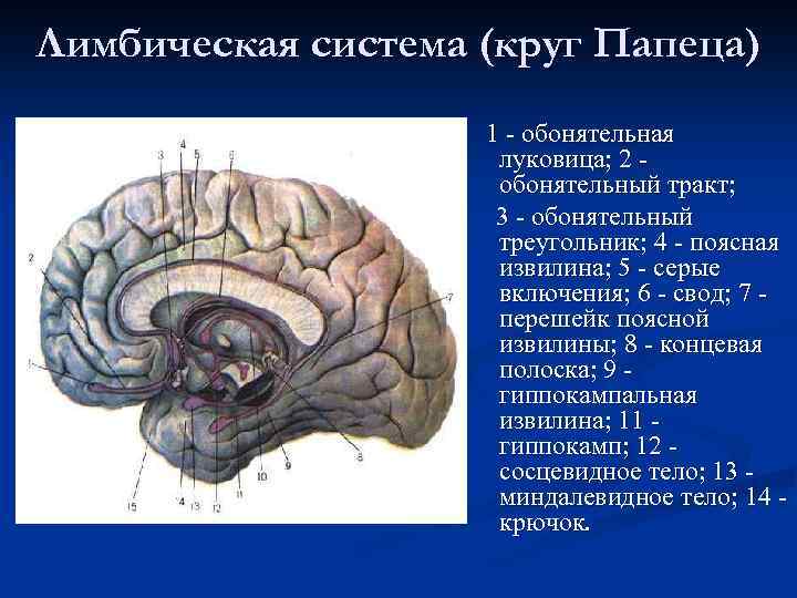 Перенос мозгов калина 1