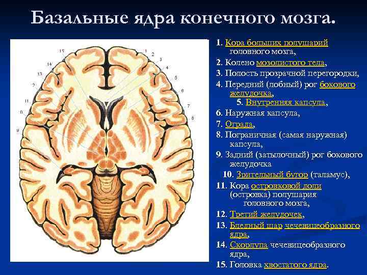 Конечный мозг фото