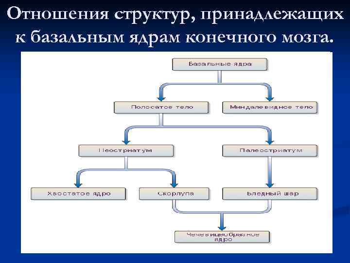 Отношения структур, принадлежащих к базальным ядрам конечного мозга. 