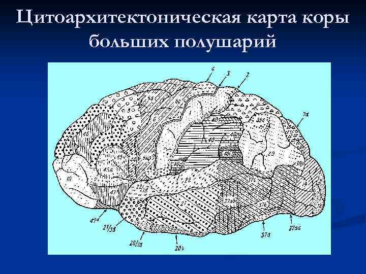 Карта цитоархитектонических полей коры головного мозга