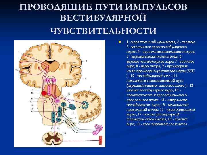 ПРОВОДЯЩИЕ ПУТИ ИМПУЛЬСОВ ВЕСТИБУЛЯРНОЙ ЧУВСТВИТЕЛЬНОСТИ n 1 - кора теменной доли мозга; 2 -