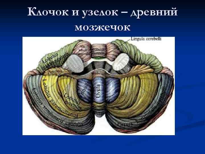 Клочок и узелок – древний мозжечок 