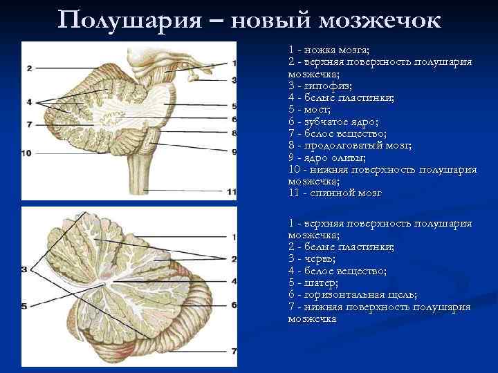 Полушария – новый мозжечок 1 - ножка мозга; 2 - верхняя поверхность полушария мозжечка;