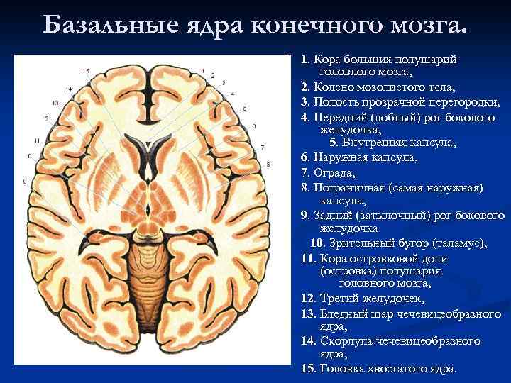 Базальные ядра конечного мозга. 1. Кора больших полушарий головного мозга, 2. Колено мозолистого тела,