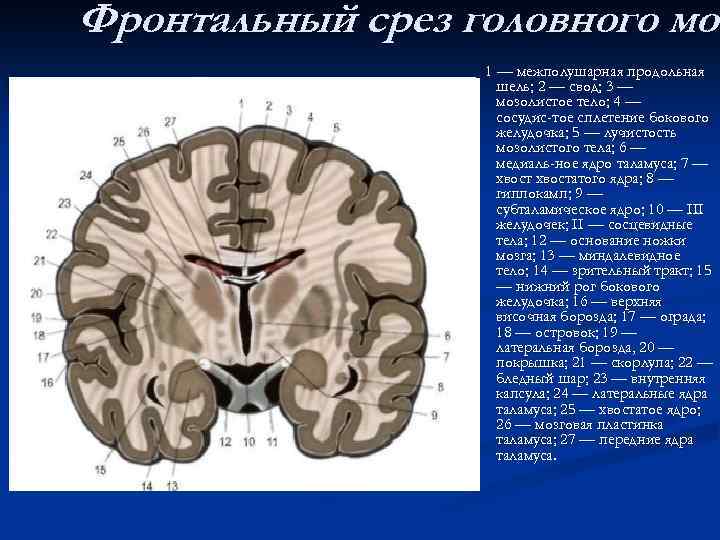 Фронтальный срез головного моз мо 1 — межполушарная продольная шель; 2 — свод; 3