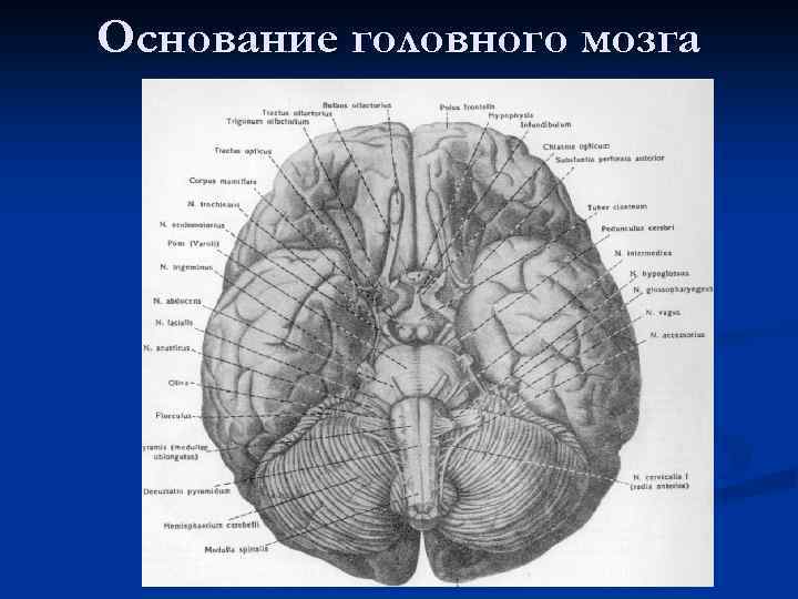 Основание головного мозга 