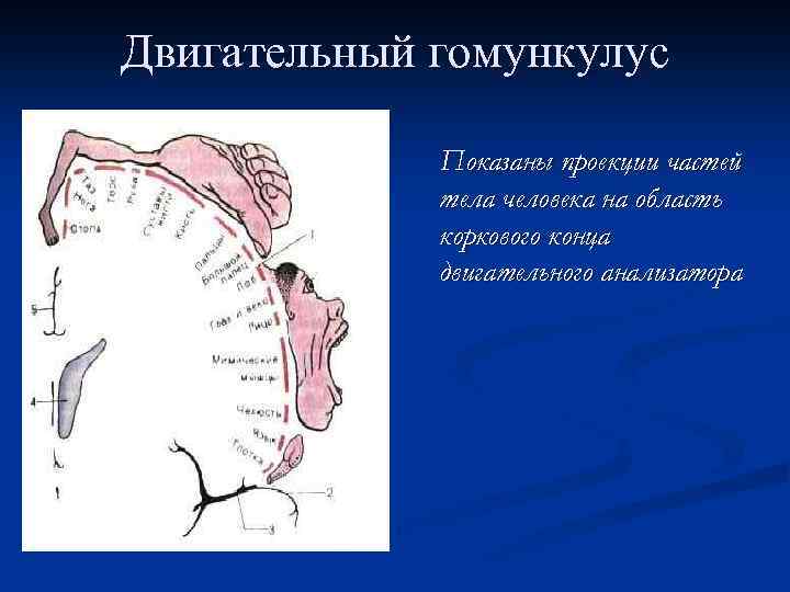Двигательный гомункулус Показаны проекции частей тела человека на область коркового конца двигательного анализатора 