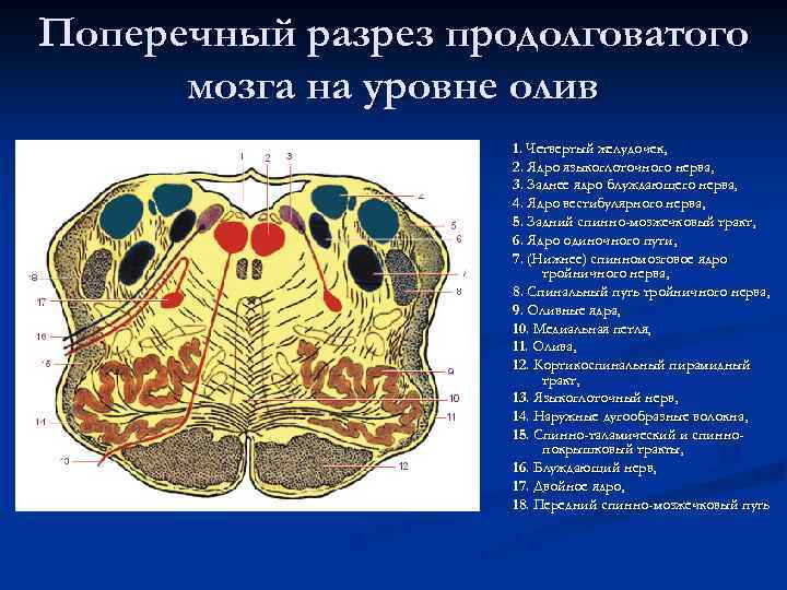 Поперечный разрез продолговатого мозга на уровне олив 1. Четвертый желудочек, 2. Ядро языкоглоточного нерва,