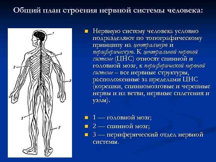 Общий план строения нервной системы человека: n Нервную систему человека условно подразделяют по топографическому