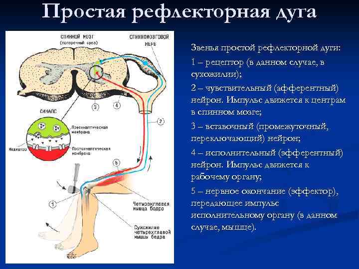 Простая рефлекторная дуга Звенья простой рефлекторной дуги: 1 – рецептор (в данном случае, в