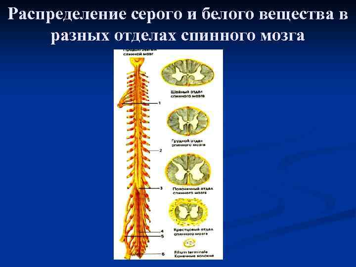 Распределение серого и белого вещества в разных отделах спинного мозга 