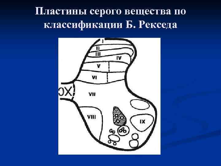 Пластины серого вещества по классификации Б. Рекседа 