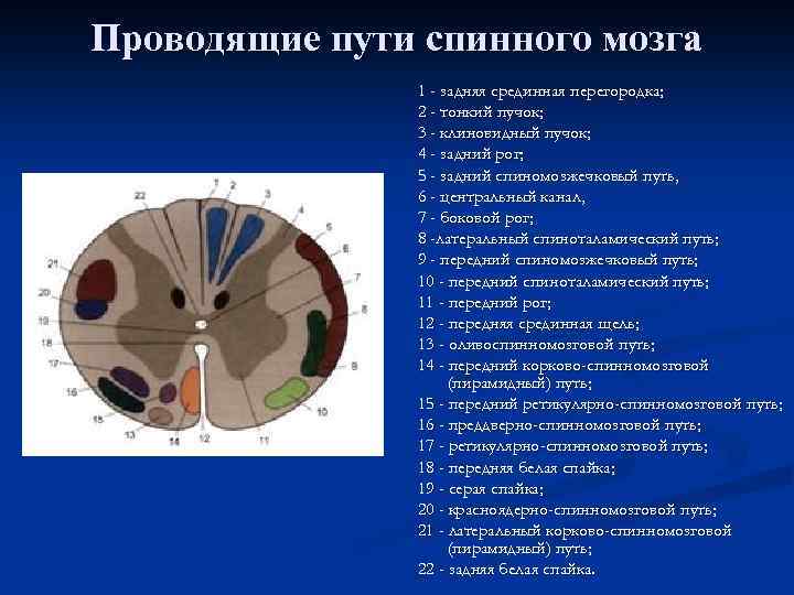 Проводящие пути спинного мозга 1 - задняя срединная перегородка; 2 - тонкий пучок; 3