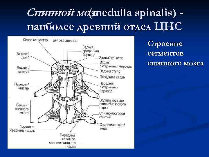 Спинной мозг (medulla spinalis) наиболее древний отдел ЦНС Строение сегментов спинного мозга 