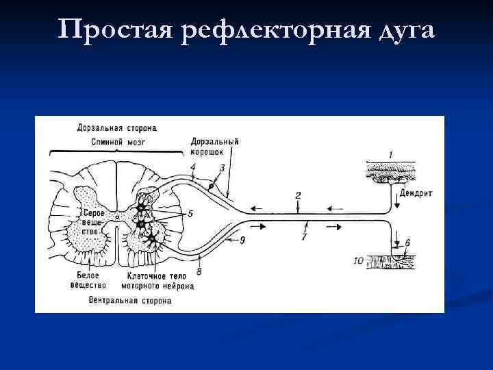 Простая рефлекторная дуга 