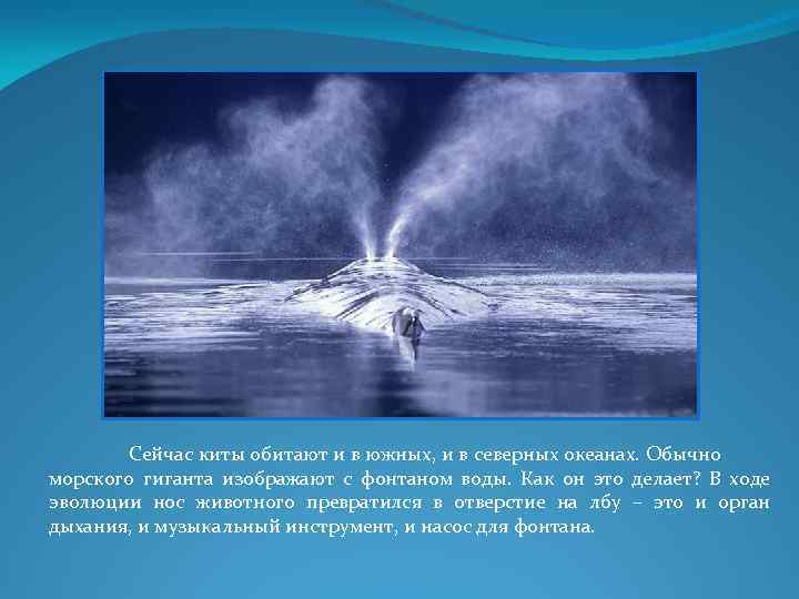 Сейчас киты обитают и в южных, и в северных океанах. Обычно морского гиганта изображают