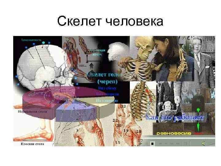 Скелет человека 