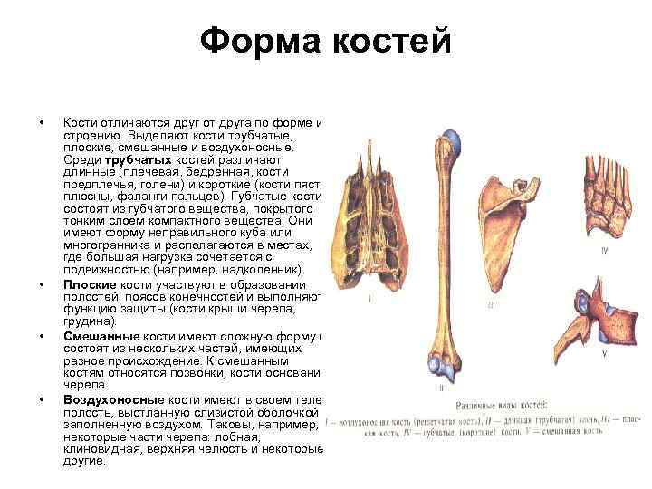 Форма костей • • Кости отличаются друг от друга по форме и строению. Выделяют