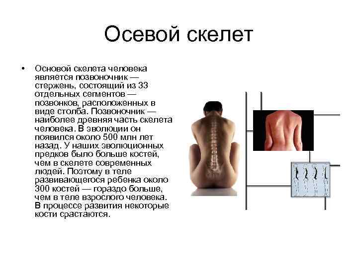 Осевой скелет • Основой скелета человека является позвоночник — стержень, состоящий из 33 отдельных