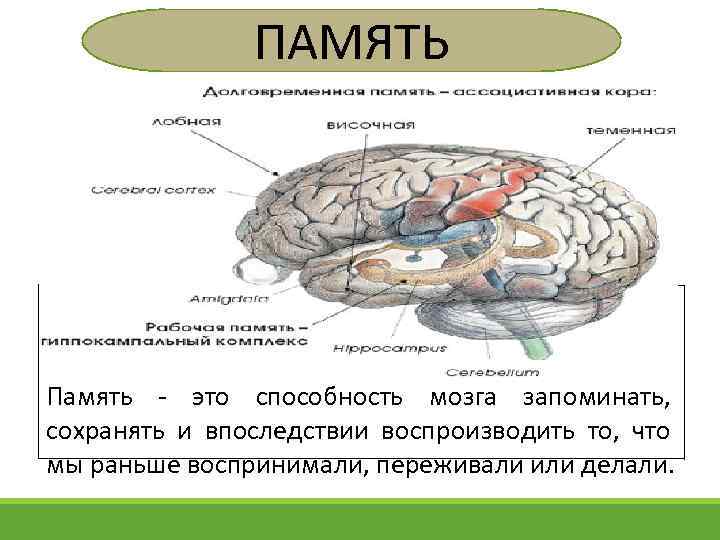 ПАМЯТЬ Память - это способность мозга запоминать, сохранять и впоследствии воспроизводить то, что мы