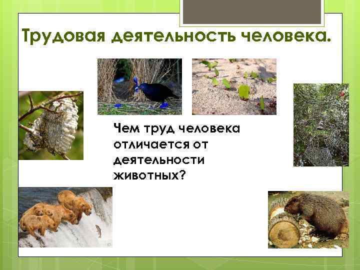 Трудовая деятельность человека. Чем труд человека отличается от деятельности животных? 