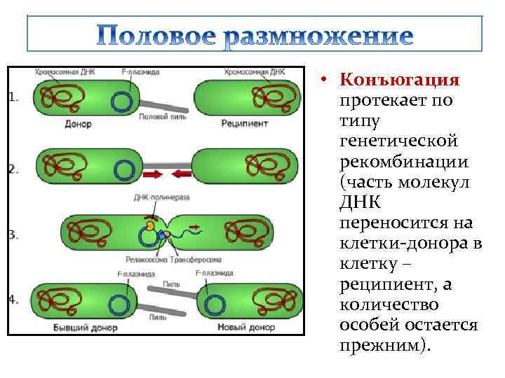 Конъюгация и кроссинговер в клетках животных происходят. Конъюгация плазмид. Размножение бактерий конъюгация. Конъюгация бактерий схема. Трансформация трансдукция конъюгация.