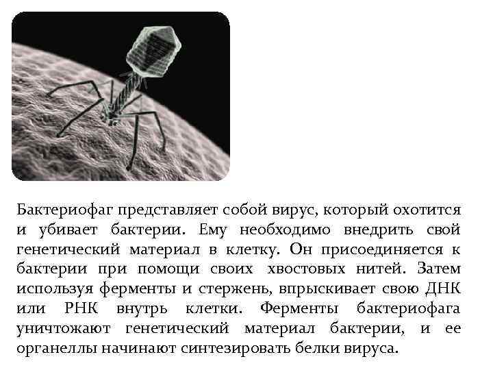 Наследственный аппарат бактериофага. Вирус бактериофаг. Микроорганизм бактериофаг.